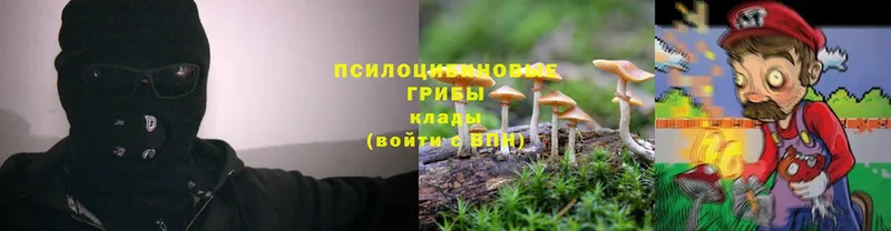 где купить   Костерёво  Псилоцибиновые грибы Psilocybine cubensis 